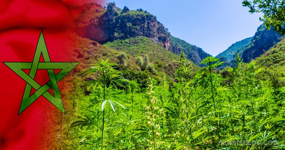 Cannabis legale in Marocco